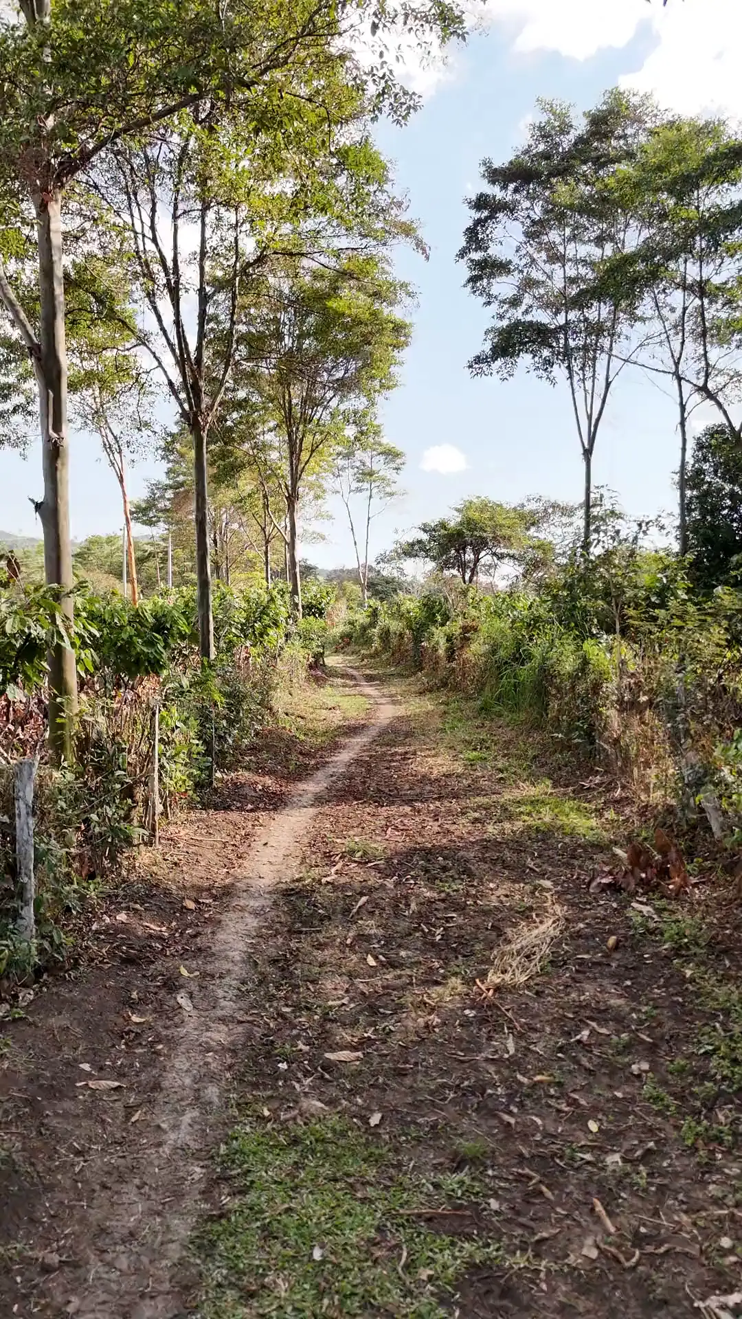 Recorrido a ras de suelo por el terreno, entre árboles y pasto